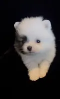 Joey, a male Pomeranian for sale in Redding, CA – 4 of 10