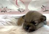 Sapphire, a female Pomeranian for sale in Redding, CA – 8 of 10