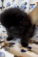 Gomez, a male Pomeranian for sale in Redding, CA – 4 of 10