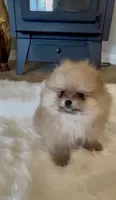 Gelato, a male Pomeranian for sale in Redding, CA – 5 of 10
