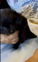 Morticia, a female Pomeranian for sale in Redding, CA – 5 of 10