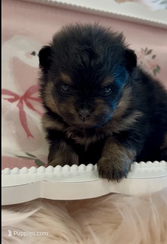 Josephine – Pomeranian puppy for sale in Redding, CA