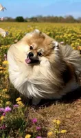 Gomez, a male Pomeranian for sale in Redding, CA – 8 of 9