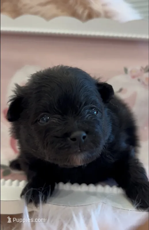 Trinity – Pomeranian puppy for sale in Redding, CA