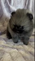 Six, a female Pomeranian for sale in Redding, CA – 5 of 10