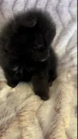Trinity, a female Pomeranian for sale in Redding, CA – 5 of 10