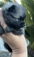 Nick, a male Pomeranian for sale in Redding, CA – 10 of 10