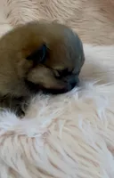 Sapphire, a female Pomeranian for sale in Redding, CA – 9 of 10