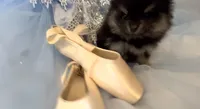 Josephine, a female Pomeranian for sale in Redding, CA – 10 of 10
