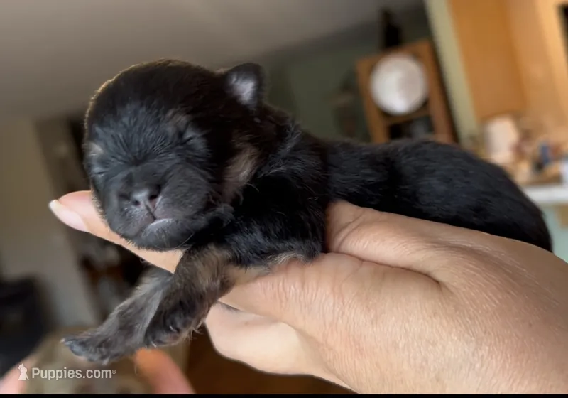 Josephine – Pomeranian puppy for sale in Redding, CA