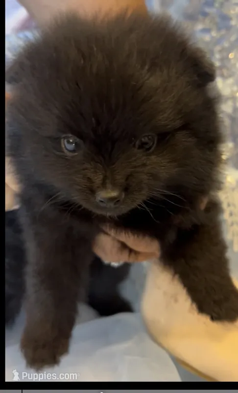 Morticia – Pomeranian puppy for sale in Redding, CA