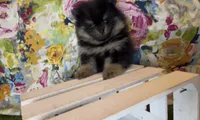 Josephine, a female Pomeranian for sale in Redding, CA – 2 of 10