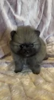 Six, a female Pomeranian for sale in Redding, CA – 6 of 10