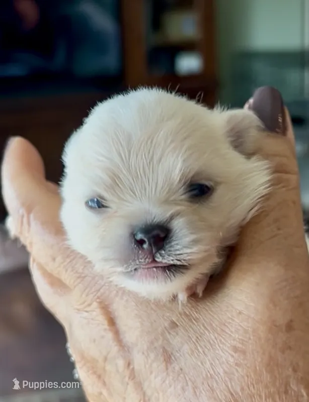 Tony – Pomeranian puppy for sale in Redding, CA