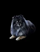 Tony, a male Pomeranian for sale in Redding, CA – 5 of 8
