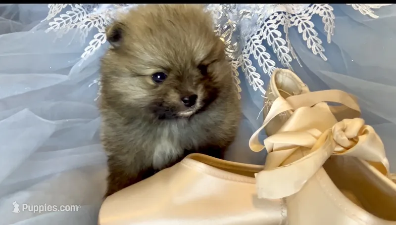 Tiramisu – Pomeranian puppy for sale in Redding, CA