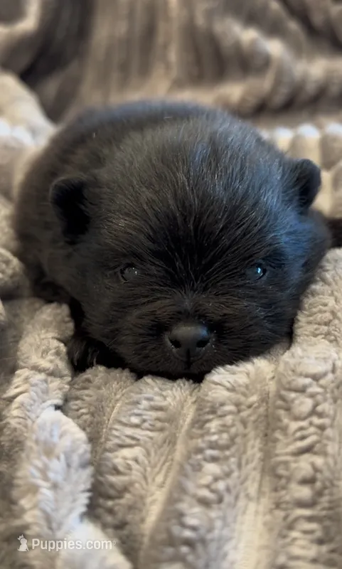 Shimmy – Pomeranian puppy for sale in Redding, CA