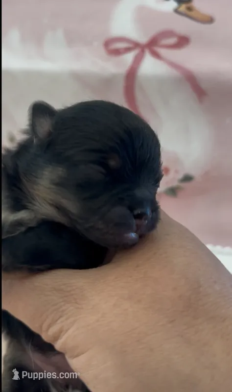 Josephine – Pomeranian puppy for sale in Redding, CA