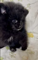 Trinity, a female Pomeranian for sale in Redding, CA – 9 of 10
