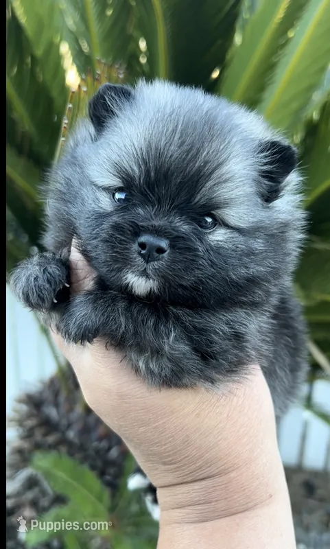 Nick – Pomeranian puppy for sale in Redding, CA