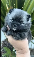 Nick, a male Pomeranian for sale in Redding, CA – 1 of 10