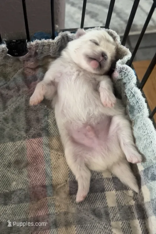 Tony – Pomeranian puppy for sale in Redding, CA