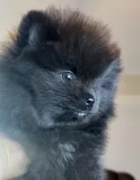 Pugsley, a male Pomeranian for sale in Redding, CA – 6 of 7