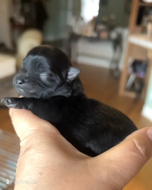 Morticia – Pomeranian puppy for sale in Redding, CA