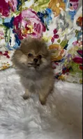 Biscotti, a female Pomeranian for sale in Redding, CA – 4 of 10