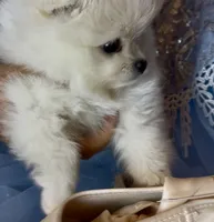 Blossom , a female Pomeranian for sale in Redding, CA – 3 of 10