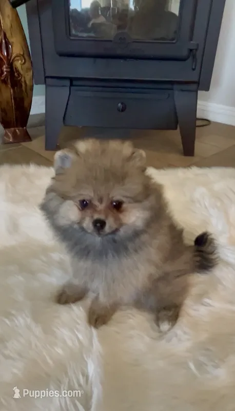 Biscotti – Pomeranian puppy for sale in Redding, CA
