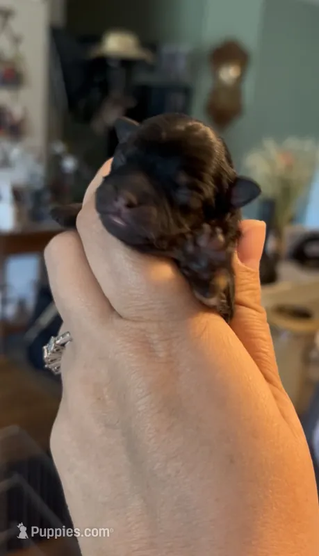 Josephine – Pomeranian puppy for sale in Redding, CA
