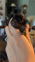 Josephine, a female Pomeranian for sale in Redding, CA – 1 of 8