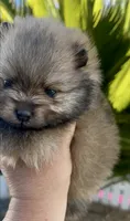 Biscotti, a female Pomeranian for sale in Redding, CA – 10 of 10