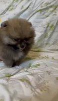 Tiramisu, a female Pomeranian for sale in Redding, CA – 7 of 10