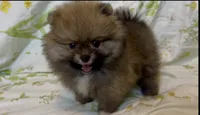 Tiramisu, a female Pomeranian for sale in Redding, CA – 1 of 10