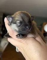 Sapphire, a female Pomeranian for sale in Redding, CA – 7 of 10