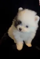 Joey, a male Pomeranian for sale in Redding, CA – 3 of 10