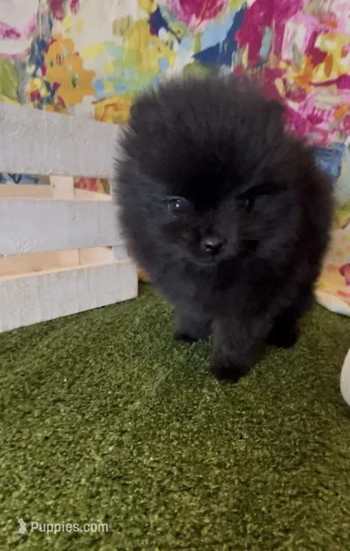 Wednesday  – Pomeranian puppy for sale in Redding, CA