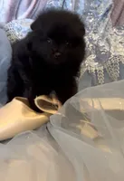 Morticia, a female Pomeranian for sale in Redding, CA – 9 of 10