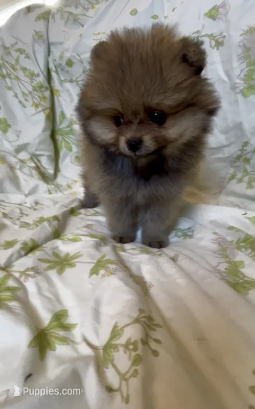 Biscotti – Pomeranian puppy for sale in Redding, CA