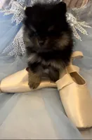 Josephine, a female Pomeranian for sale in Redding, CA – 4 of 10