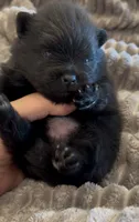 Shimmy, a male Pomeranian for sale in Redding, CA – 9 of 10