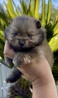 Biscotti, a female Pomeranian for sale in Redding, CA – 2 of 10