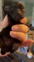 Shimmy, a male Pomeranian for sale in Redding, CA – 4 of 10