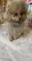 Biscotti, a female Pomeranian for sale in Redding, CA – 5 of 10