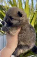 Tiramisu, a female Pomeranian for sale in Redding, CA – 5 of 10