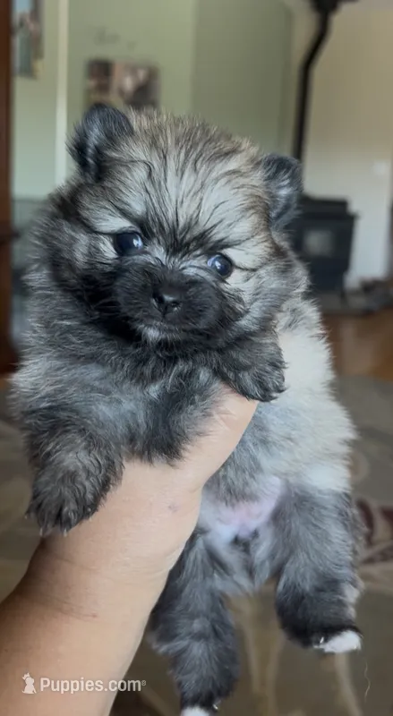 Six – Pomeranian puppy for sale in Redding, CA