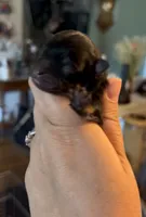 Josephine, a female Pomeranian for sale in Redding, CA – 4 of 8