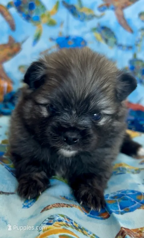 Nick – Pomeranian puppy for sale in Redding, CA